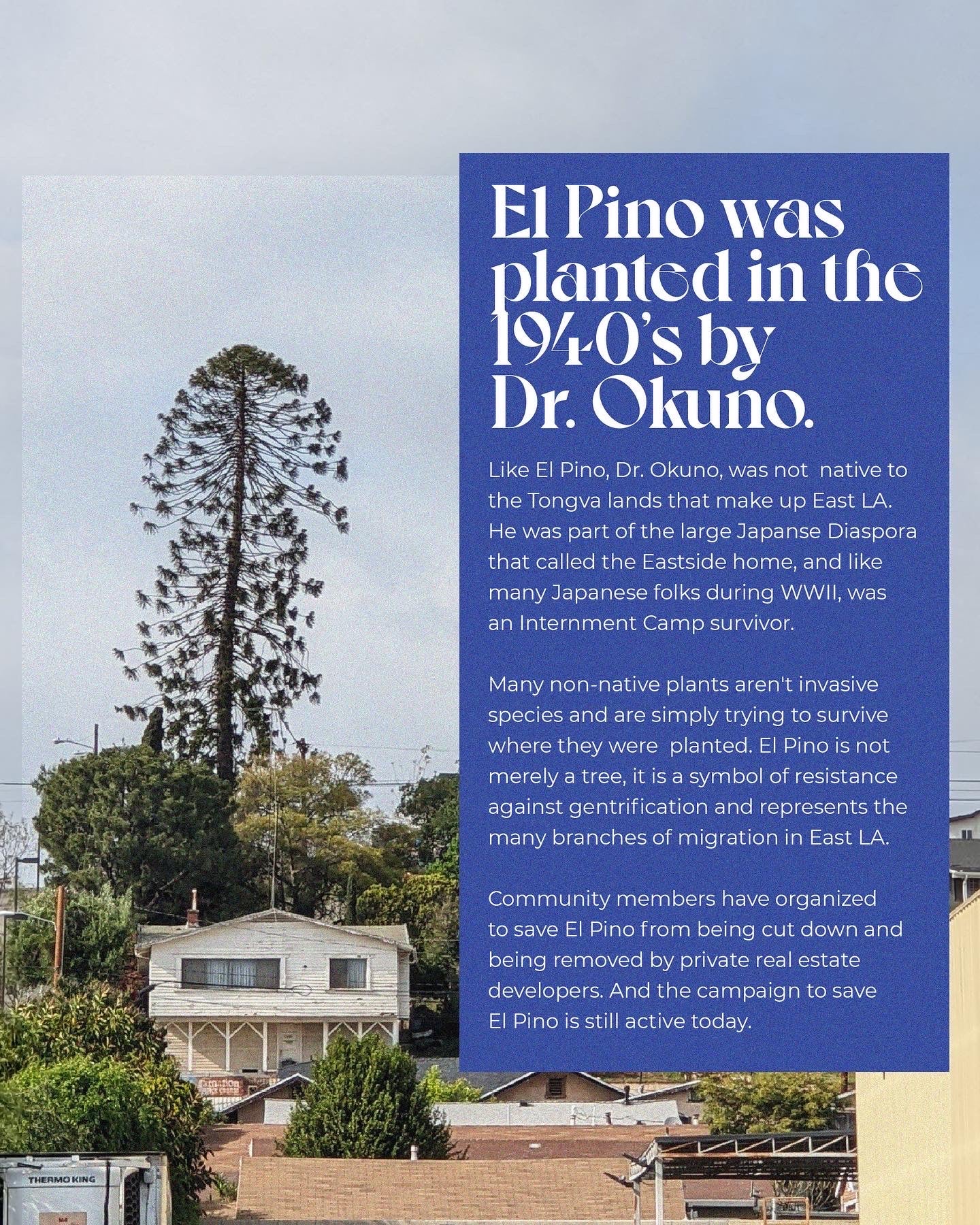 El Pino Candle